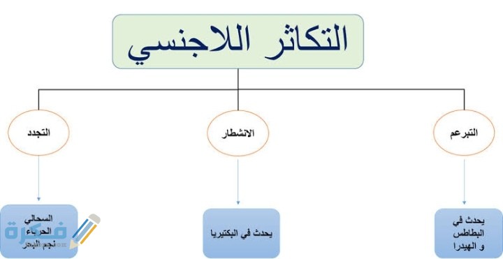 من انواع التكاثر اللاجنسي في الميكروبات ينقسم فيه المخلوق الحي