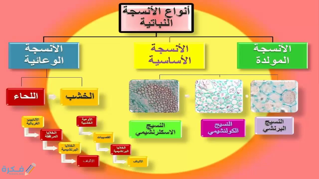 بحث أحياء عن خلايا النبات وأنسجته 1 بحث أحياء عن خلايا النبات وأنسجته