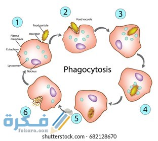 كيف تدخل دقائق الطعام الكبيرة إلى الأميبا 1 phagocytosis process which cell engulfs 260nw 682128670