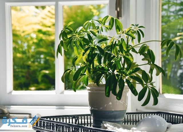 افضل 6 انواع نباتات منزلية لا تحتاج للشمس موقع فكرة