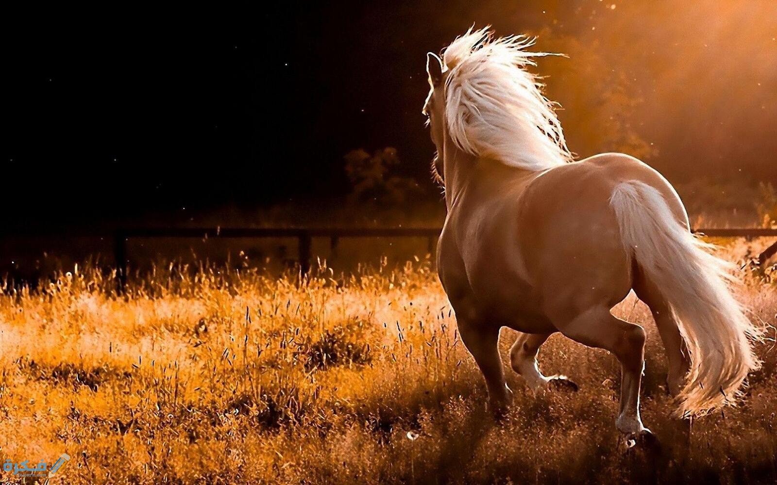 كم مدة حمل الفرس وأهم 10 معلومات عنه 1 مسكن الفرس