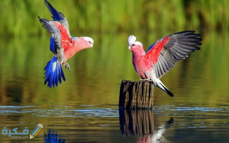 صور طيور طبيعية