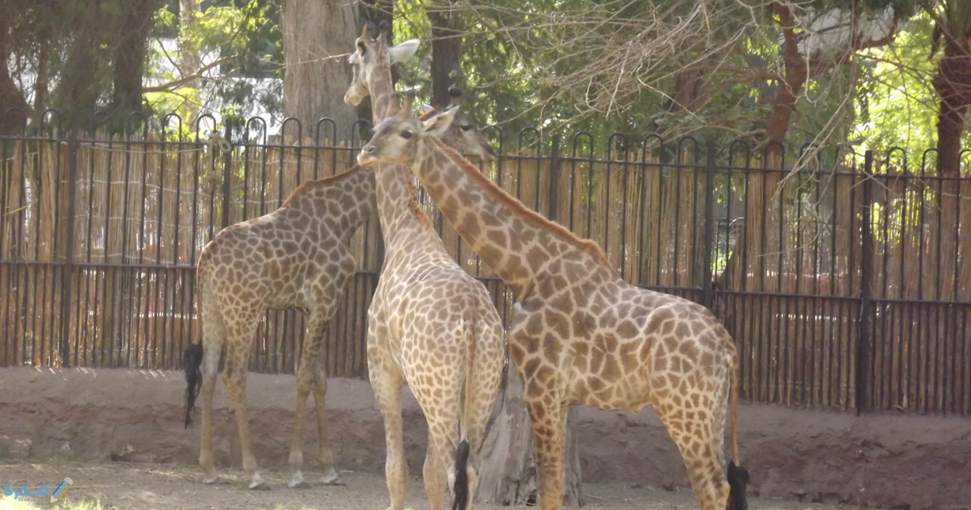 حديقة الحيوان في الرياض