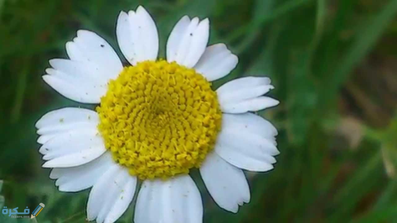 ماذا تعرف عن زهرة الربيع المسائية