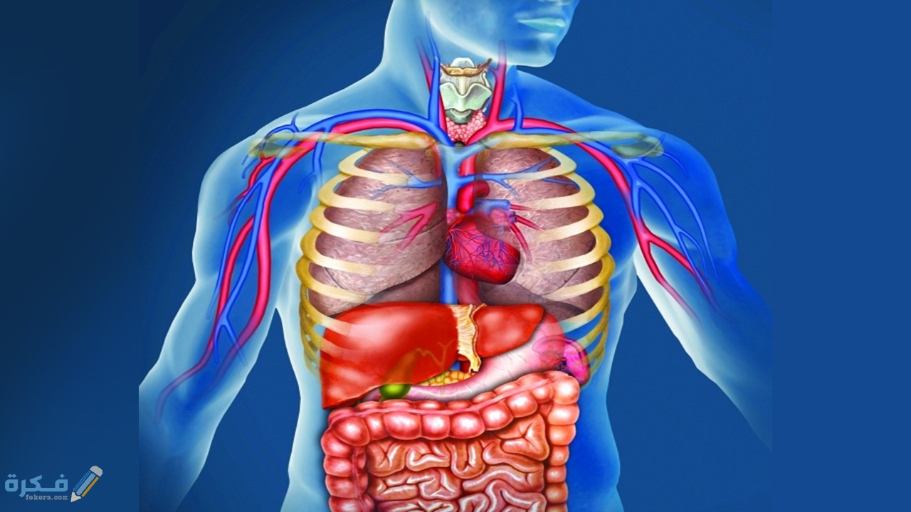 كم عدد أعضاء جسم الانسان - موقع فكرة.