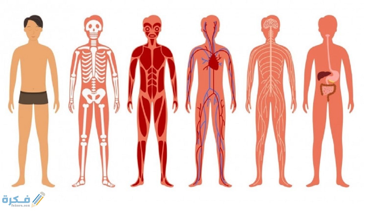 كيف نحافظ على عمل أجهزة الجسم أطول فترة ممكنة 