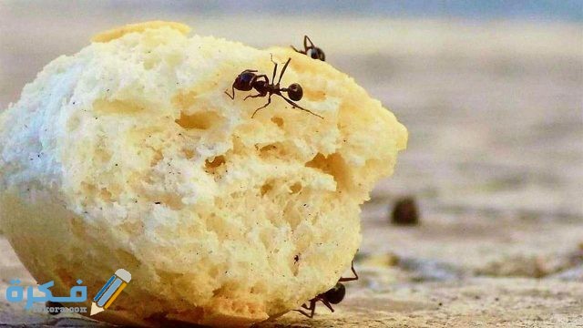 النمل في الحلم على ماذا يدل