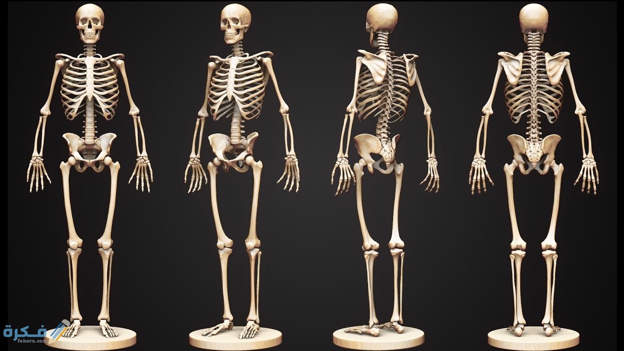 خلايا المخ