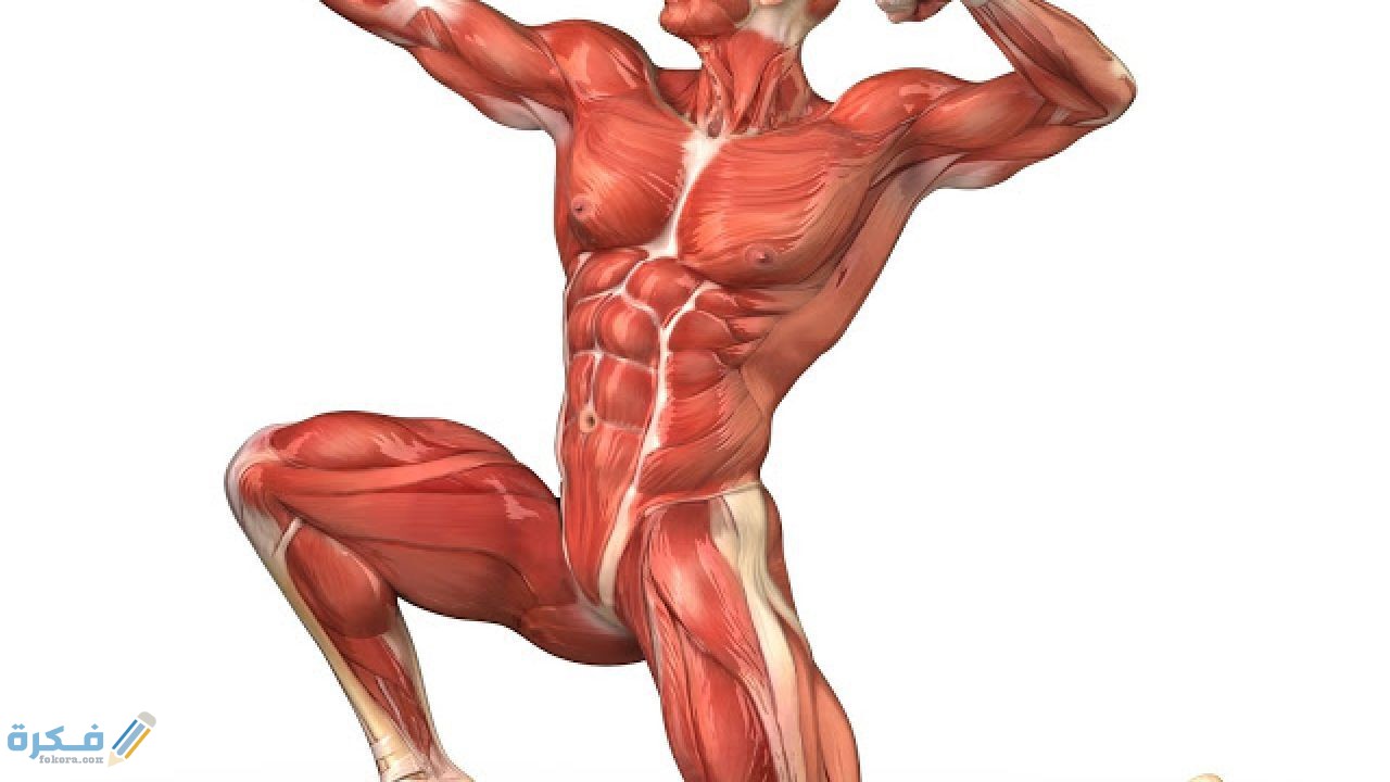 قياس قوة العضلات في الجسم