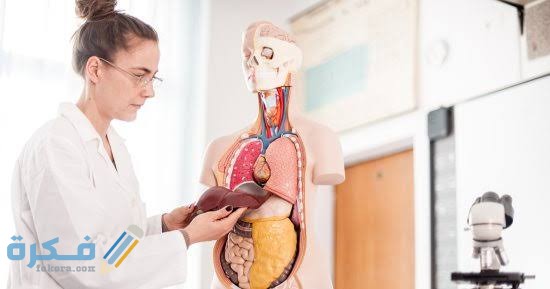 متى يكون ارتفاع إنزيمات