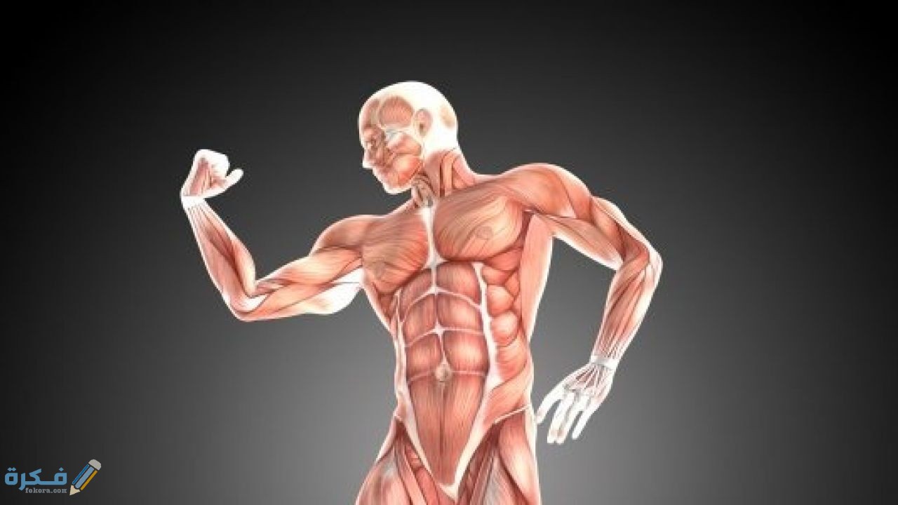 كيف نحافظ على سلامة الجهاز العضلي