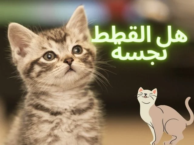 هل بول القطط نجس 1 18796242 2613 49A3 BF46 9E4734EB98EA