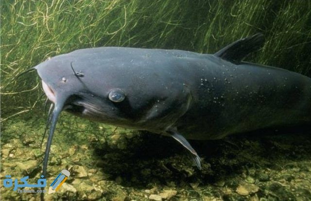 الركود مساعدة بوابة  ما هي أشهر أنواع أسماك نهر النيل - فكرة
