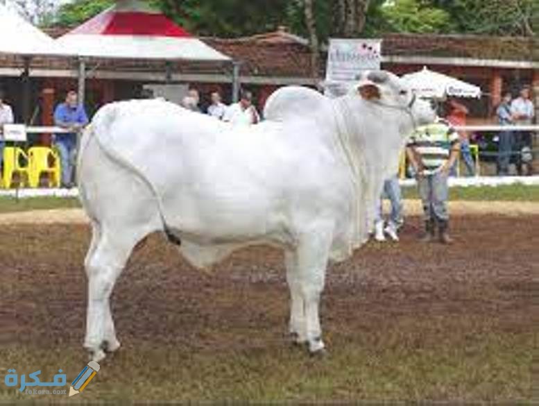 أبقار الهيرفورد في البرازيل 