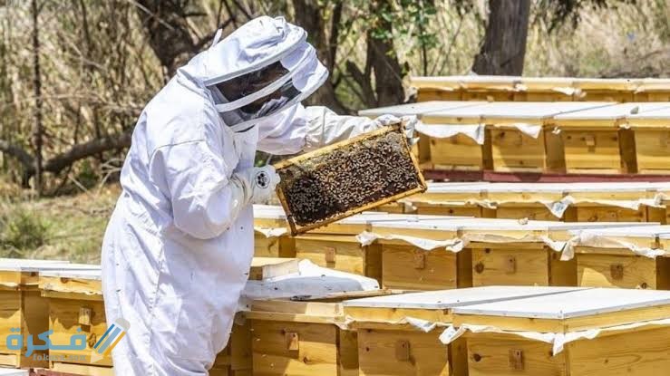 تحديات مشروع تربية النحل