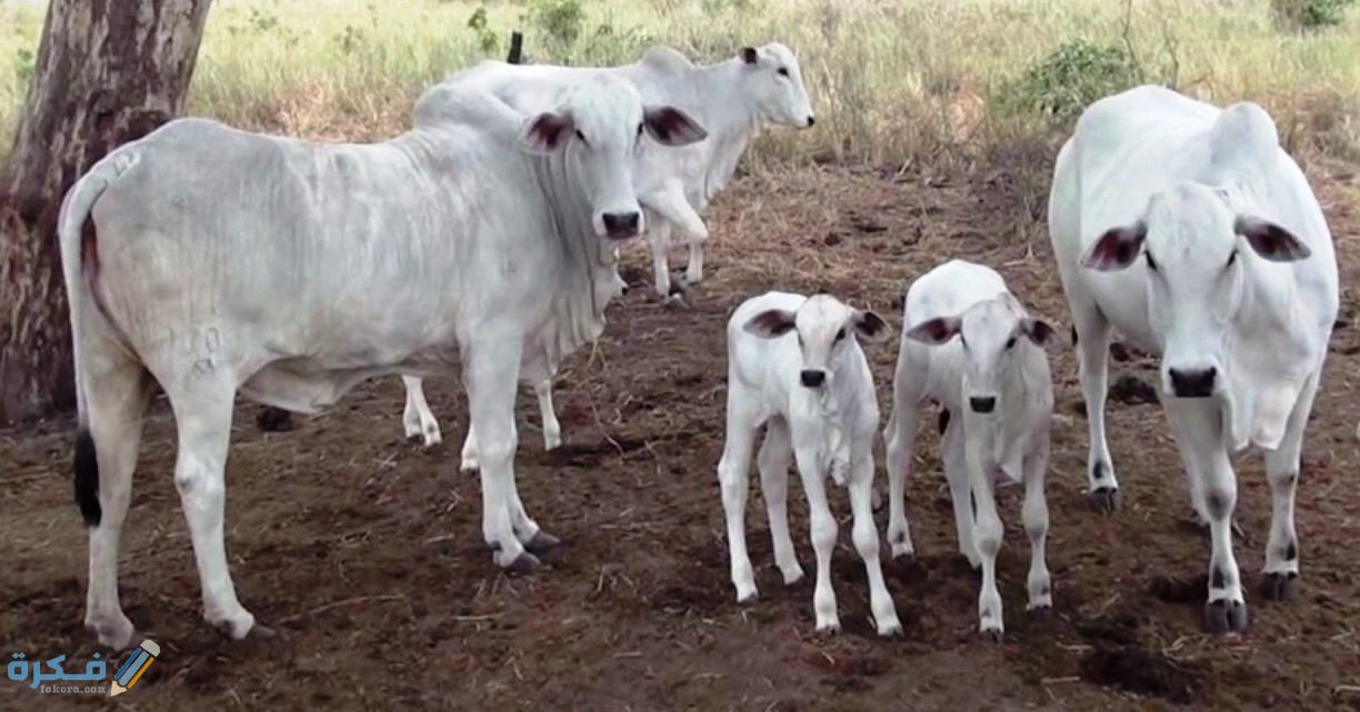 أبقار الزيبو البرازيلية 