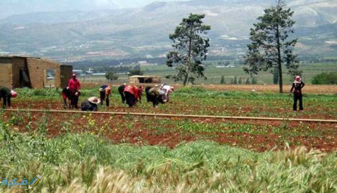 مواعيد زراعة المحاصيل الزراعية في لبنان القطاع الزراعي ومميزاته