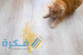 استفراغ القطط رغوة صفراء تشخيصها وعلاجها 1 D2853E56 08AE 4B21 A766 B922C50066B9