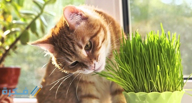 علاج قيء القطط بالاعشاب