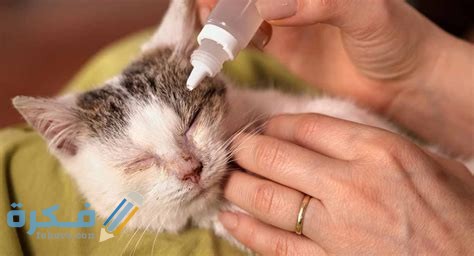 التهاب الملتحمة عند القطط