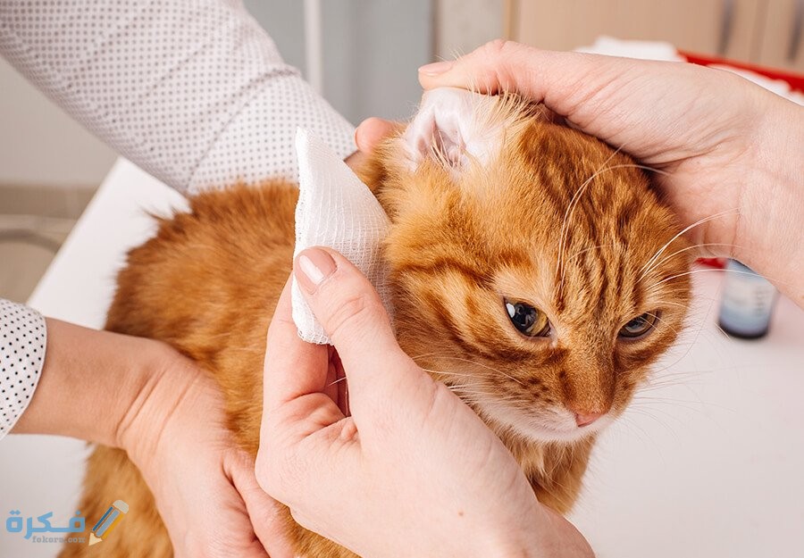 أمراض الأذن في القطط 1 how to clean cats ears article feature