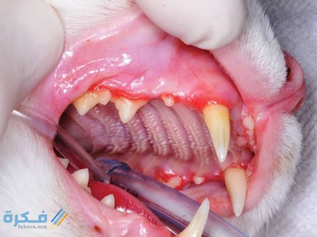 أمراض الأسنان في القطط