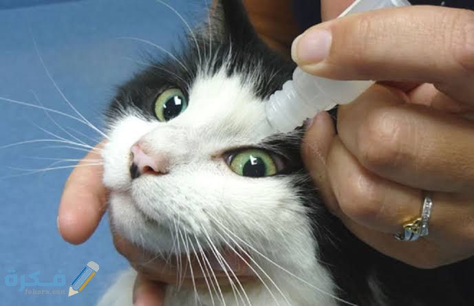 التهاب الملتحمة عند القطط