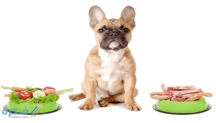 أطعمة الكلاب الآمنة والضارة