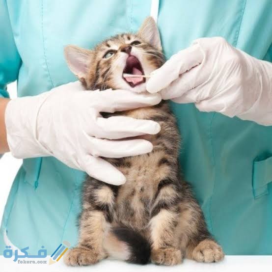 نزيف الفم عند القطط