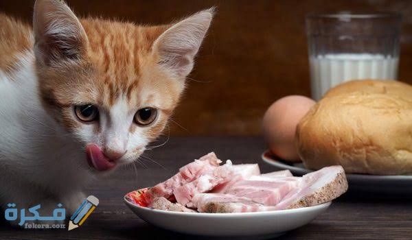 ماذا تأكل القطط من طعام البيت 1 images 77 2