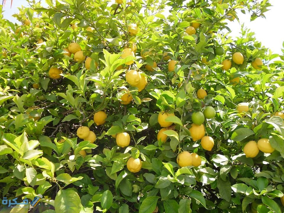 اسماء انواع أشجار الليمون 1 lemon tree 225907 960 720