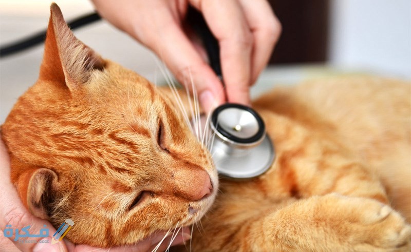التهاب المفاصل في القطط