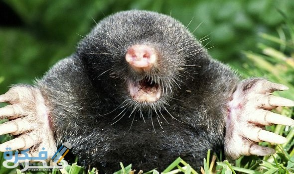 Arabstoday moles3