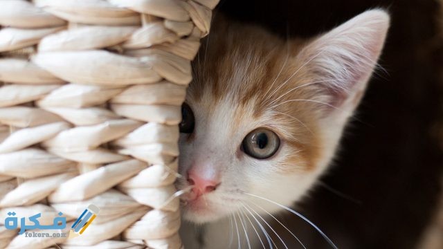 kitten 440379