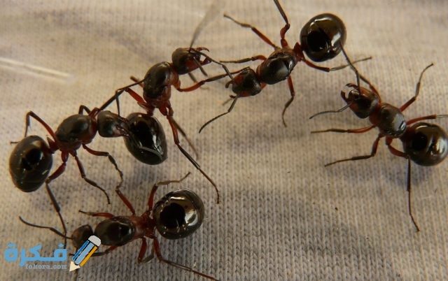 تفسير رؤية النمل الأسود في المنام