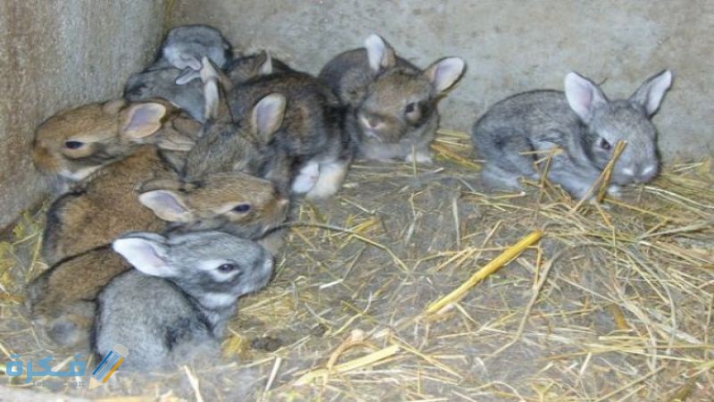 كم تلد الأرنب اول مرة