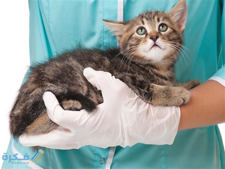 علاج انسداد الأنف عند القطط
