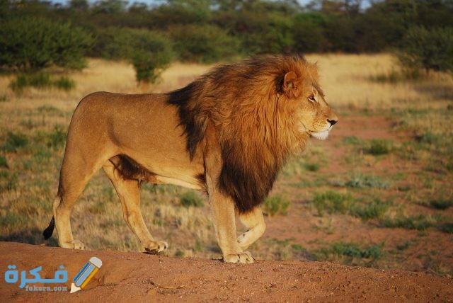 lion 805084 1920