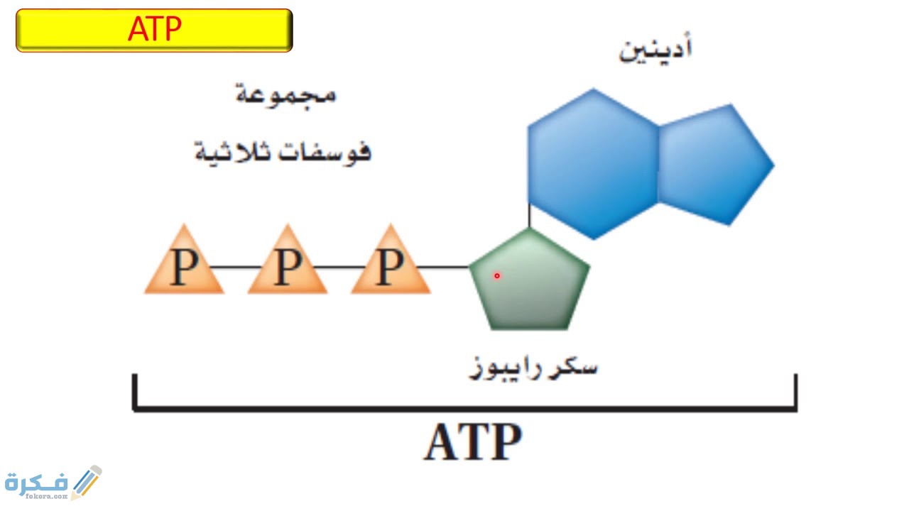 ما هو مفهوم ATP 