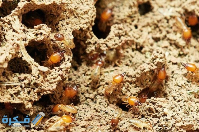 ظهور النمل الابيض في البيت أسبابه وعلاجه
