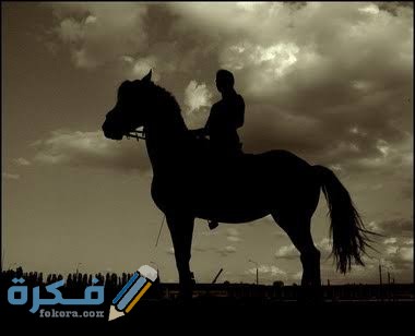 كم عدد الأحاديث التي