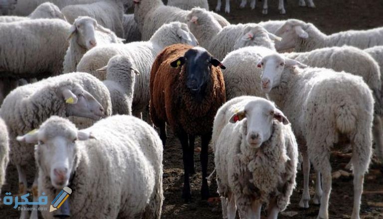 شروط الأضحية من الغنم إسلام ويب 1 شروط الأضحية من الغنم