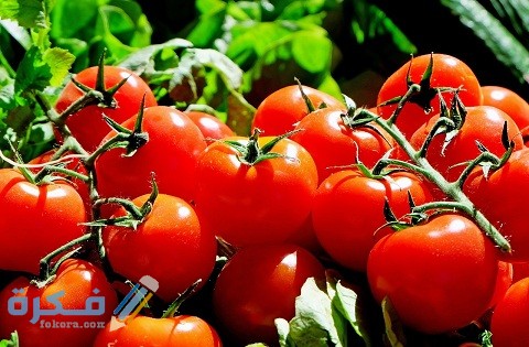 امراض الطماطم وطرق مكافحتها
