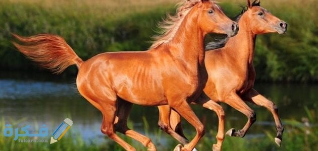 اسماء احسن أنواع الخيول للتجارة 1 E292A8F7 ACD7 4537 B366 6A0D564B9683