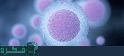 ما هي وظيفة الخلايا الجنسية