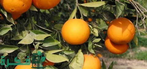 مراحل نمو شجرة البرتقال