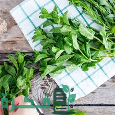 شرح خطوات حفظ النعناع الأخضر لمدة طويلة 1 181B36EF E76C 438B A4FC 12BB9B57CBDD