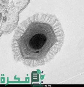 ما هو الميجا فيرس Megavirus 