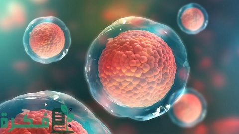 ما هي وظيفة الخلايا الدهنية