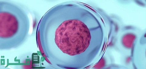ما هي وظيفة الخلايا الجذعية